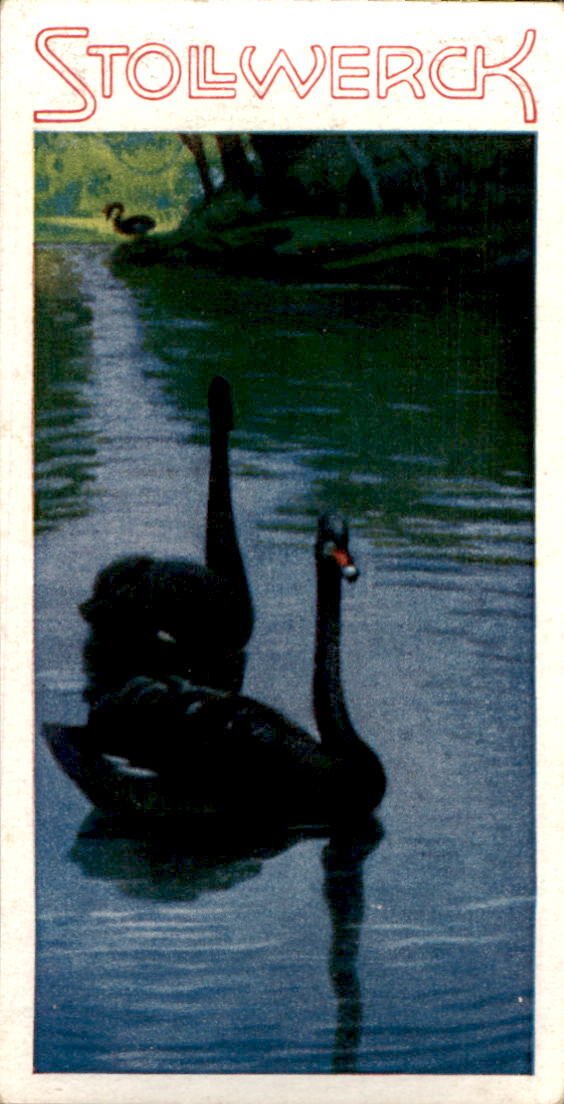 /Germany/Stollwerck/Animals/DE_Stollwerck_1932_Aus dem Tierreich (19).jpg